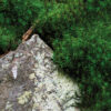 Foliage #6