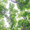 Foliage #8