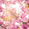 Foliage #4